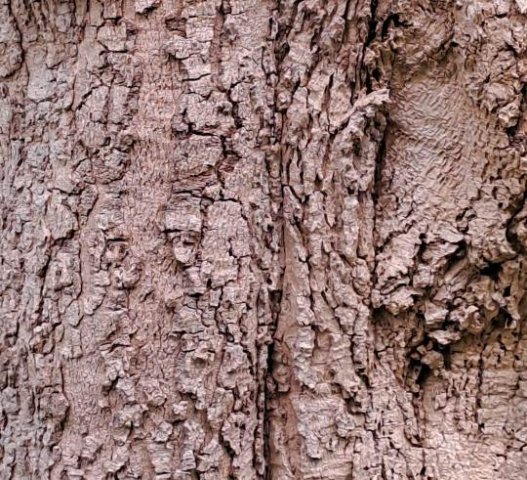 Rauvolfia afra old bark